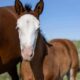 Flashy Double Reining/Ranch Riding Prospect