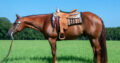 2015 Super Sweet All-Around Gelding