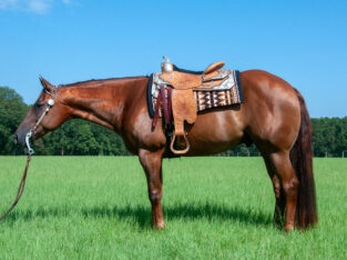 2015 Super Sweet All-Around Gelding
