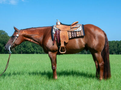 2015 Super Sweet All-Around Gelding