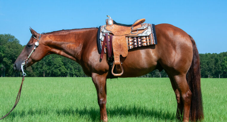 2015 Super Sweet All-Around Gelding