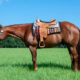 2015 Super Sweet All-Around Gelding