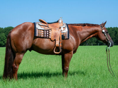 2015 Super Sweet All-Around Gelding