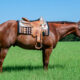 2015 Super Sweet All-Around Gelding