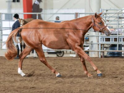 Double Longe Line Prospect