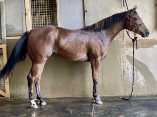 2YO Machine Made x NDIL mare Prospect