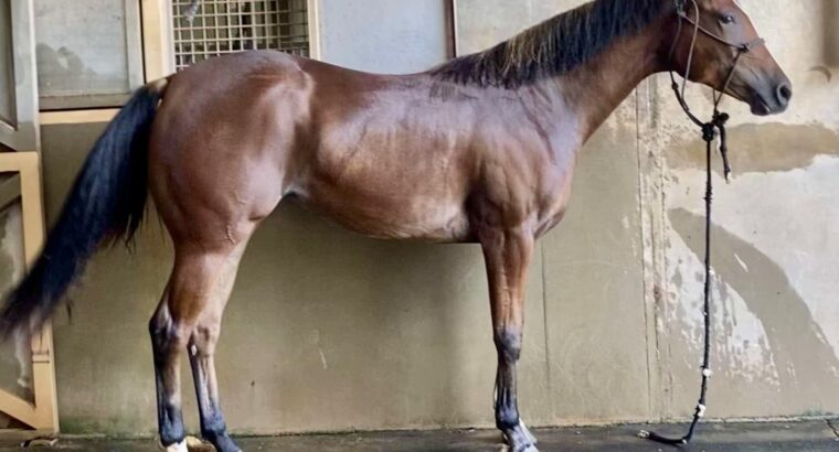 2YO Machine Made x NDIL mare Prospect