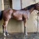 2YO Machine Made x NDIL mare Prospect