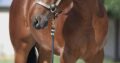 Stunning Colt – Full Brother to VS Fireman