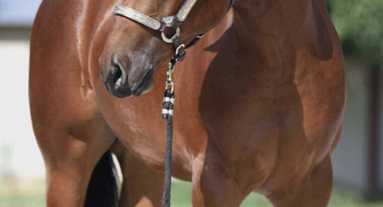 Stunning Colt – Full Brother to VS Fireman
