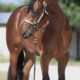Stunning Colt – Full Brother to VS Fireman