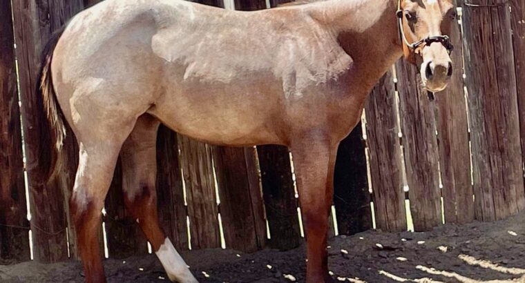 Stunning Royally Bred Roan Broodmare in Foal