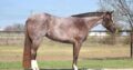 Stunning Royally Bred Roan Broodmare in Foal