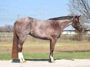 Stunning Royally Bred Roan Broodmare in Foal