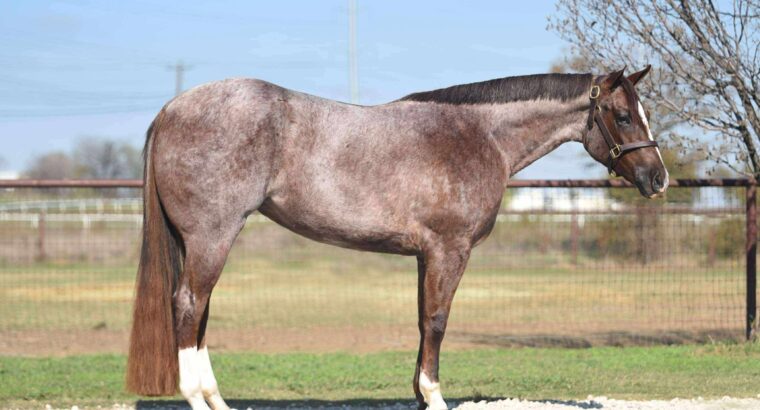 Stunning Royally Bred Roan Broodmare in Foal