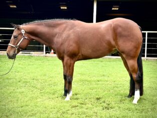 Fancy High End All-Around Gelding