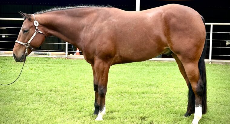 Fancy High End All-Around Gelding