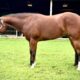 Fancy High End All-Around Gelding