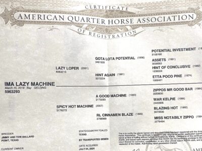 Fancy High End All-Around Gelding