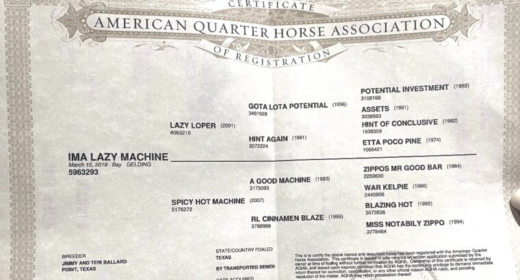 Fancy High End All-Around Gelding