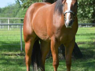 Certain Potential x A Good Machine Mare Prospect