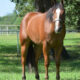 Certain Potential x A Good Machine Mare Prospect