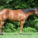 Certain Potential x A Good Machine Mare Prospect