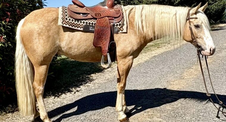 Pretty Palomino Ranch Riding Gelding