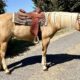 Pretty Palomino Ranch Riding Gelding