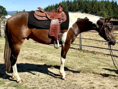 2YO One Special Asset Gelding