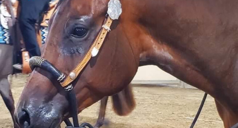 Its A Southern Thing Mare