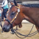 Its A Southern Thing Mare
