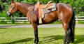 Its A Southern Thing Mare