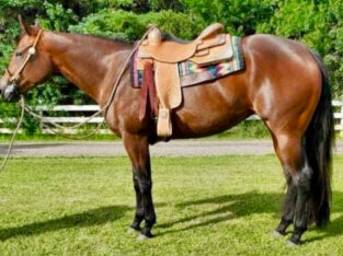 Its A Southern Thing Mare