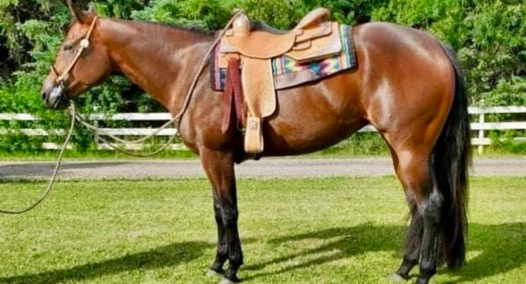 Its A Southern Thing Mare