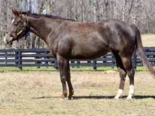 Fancy Broodmare with Great Bloodlines