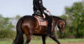 Beautiful Machine Made Pleasure Mare
