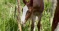 Gorgeous AQHA APHA double red roan filly by VSCB!
