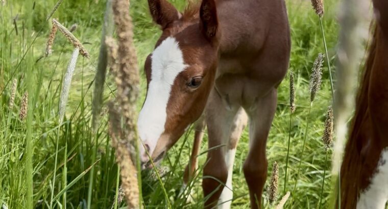 Gorgeous AQHA APHA double red roan filly by VSCB!