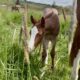 Gorgeous AQHA APHA double red roan filly by VSCB!