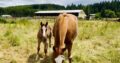 Gorgeous AQHA APHA double red roan filly by VSCB!