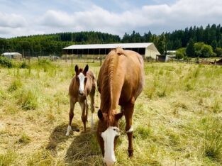 Gorgeous AQHA APHA double red roan filly by VSCB!