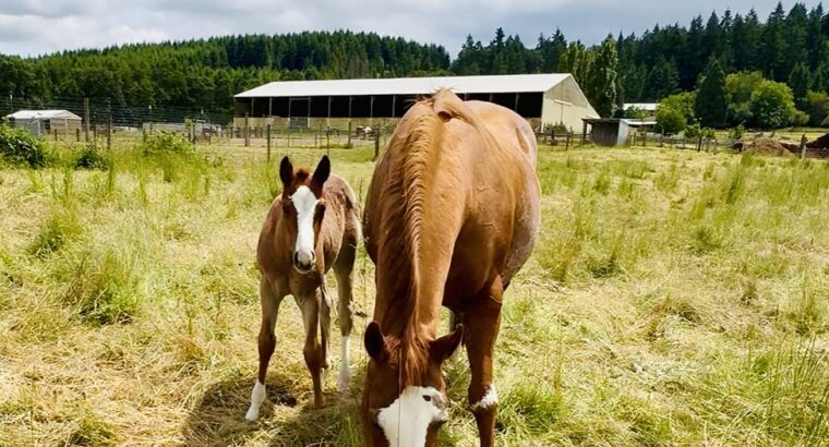 Gorgeous AQHA APHA double red roan filly by VSCB!