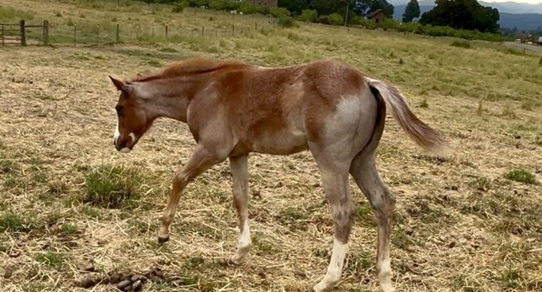 Gorgeous AQHA APHA double red roan filly by VSCB!
