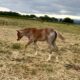 Gorgeous AQHA APHA double red roan filly by VSCB!