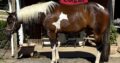 Fancy all around APHA gelding!