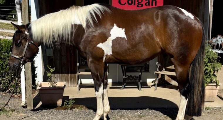 Fancy all around APHA gelding!