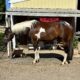 Fancy all around APHA gelding!