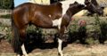 Fancy all around APHA gelding!