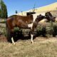 Fancy all around APHA gelding!